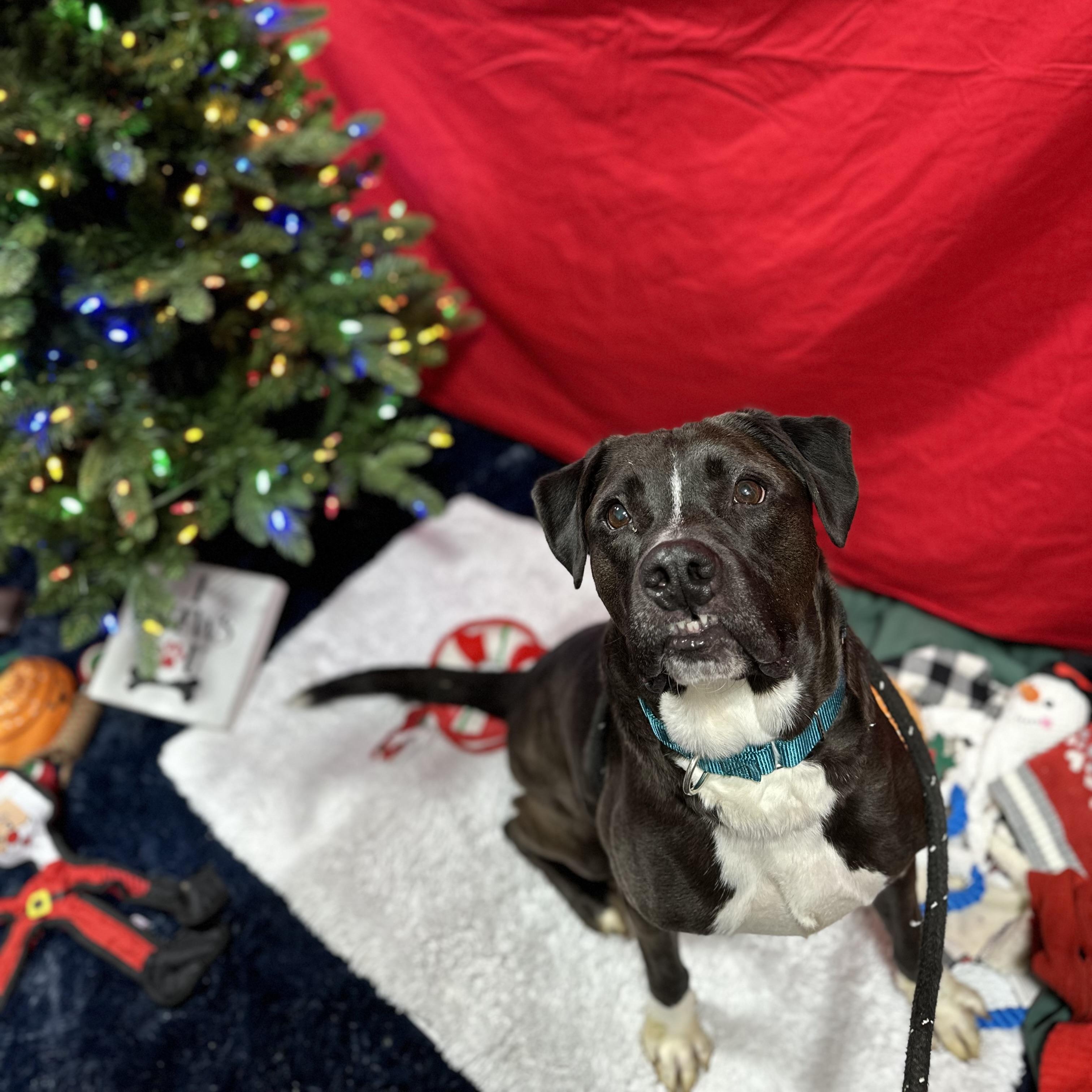 Newbie, a Adoptable Mixed Breed in Youngstown, OH image 3/6