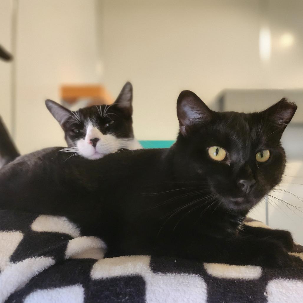 Pepper — thumbnail 2