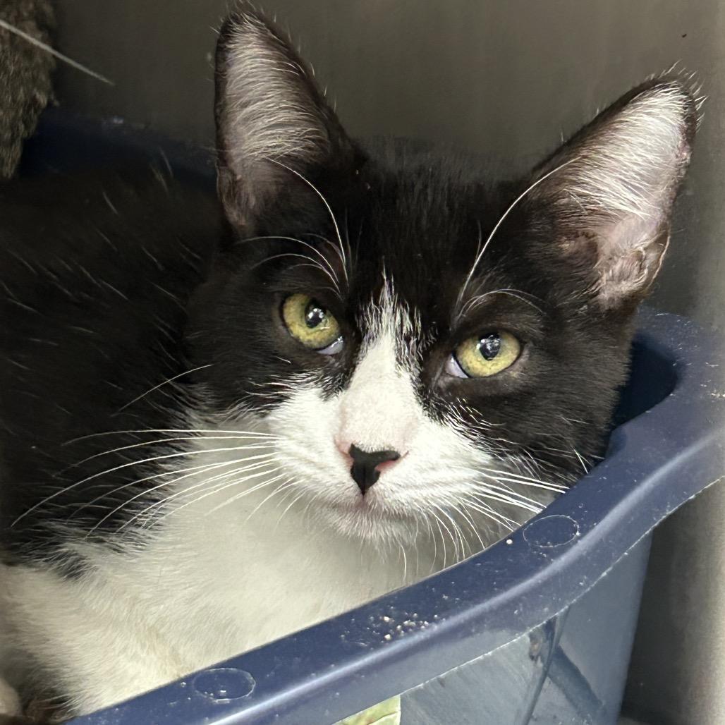 Pepper — thumbnail 3