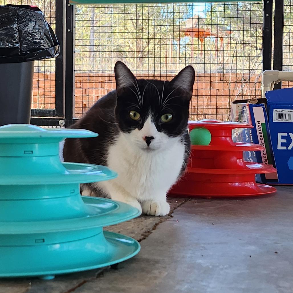 Pepper — thumbnail 4