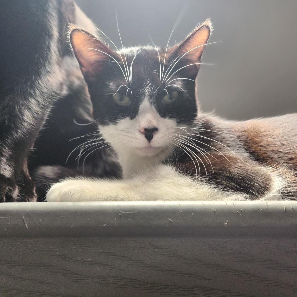 Pepper — thumbnail 5