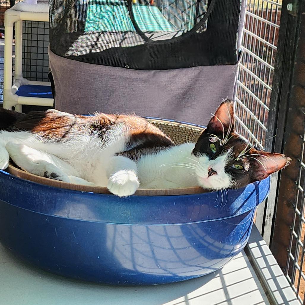 Pepper — thumbnail 6