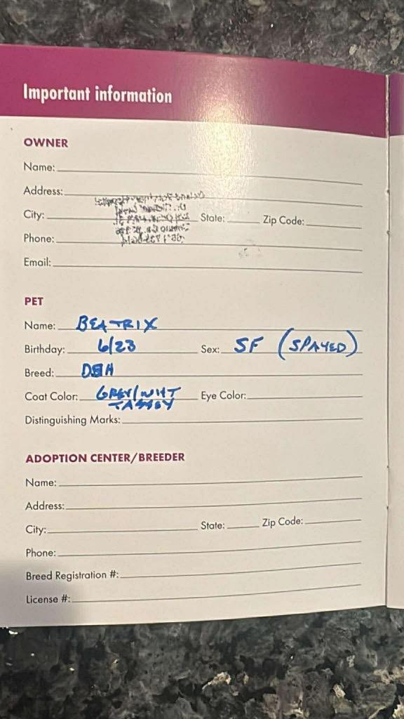 Enlarge Beatrix, a Adoptable mixed breed in Thousand Oaks, CA image 3/4