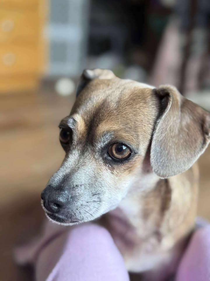 Puppy Chulo, a Adoptable mixed breed in San Francisco, CA image 2/3