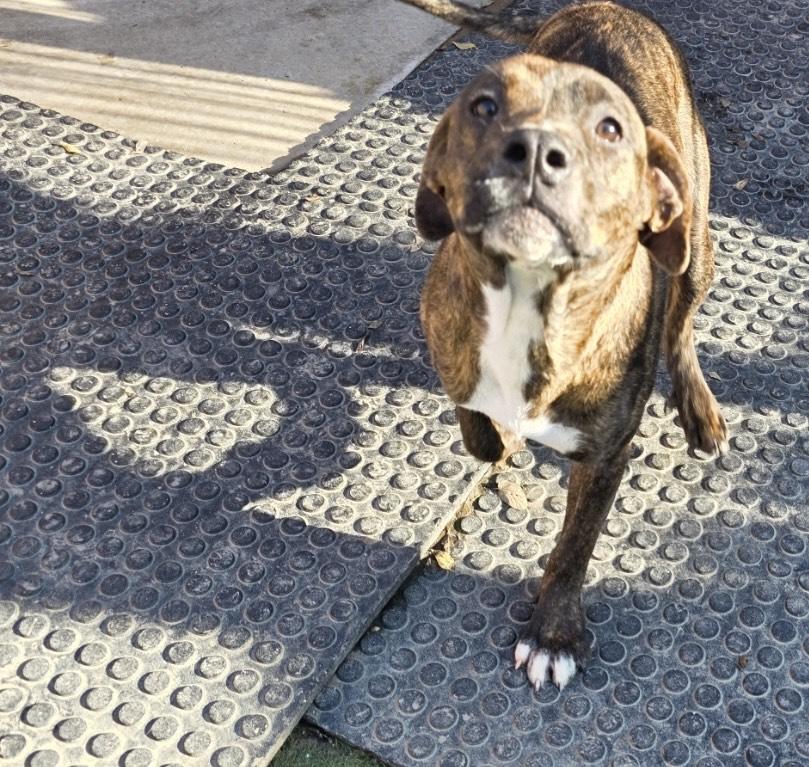 Enlarge Raptor, a ADOPTABLE mixed breed in Huntington, NY image 2/4