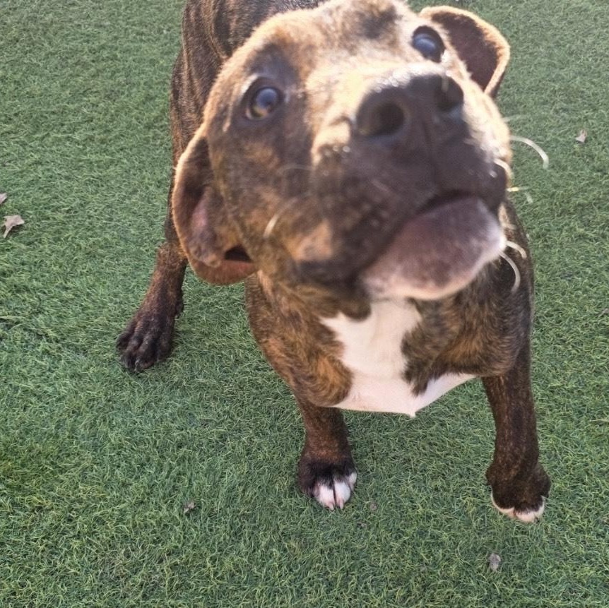 Enlarge Raptor, a ADOPTABLE mixed breed in Huntington, NY image 1/4