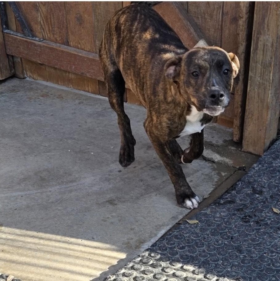 Enlarge Raptor, a ADOPTABLE mixed breed in Huntington, NY image 3/4