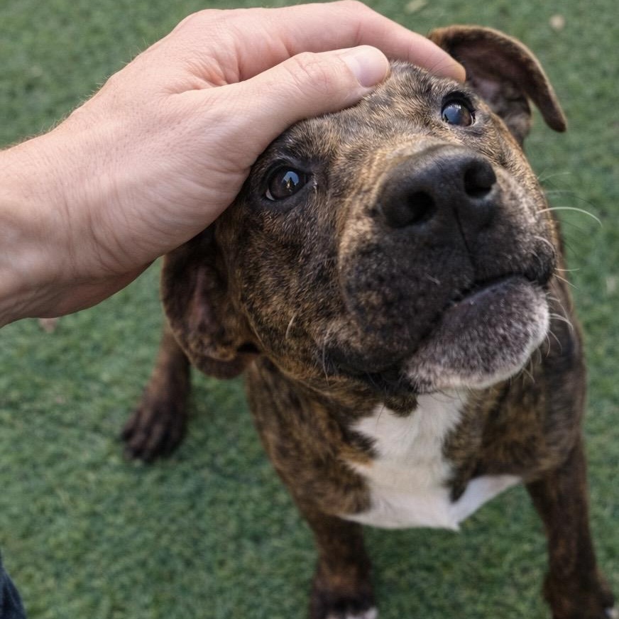 Enlarge Raptor, a ADOPTABLE mixed breed in Huntington, NY image 4/4