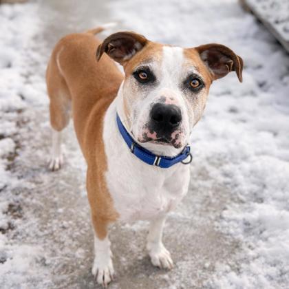 Enlarge Beebo, a Adoptable mixed breed in Merriam, KS image 1/3