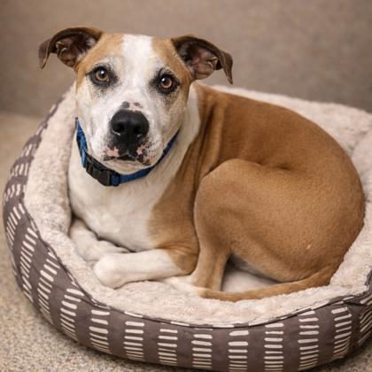 Enlarge Beebo, a Adoptable mixed breed in Merriam, KS image 2/3