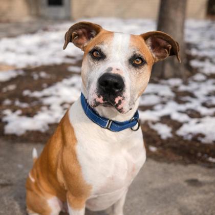 Enlarge Beebo, a Adoptable mixed breed in Merriam, KS image 3/3