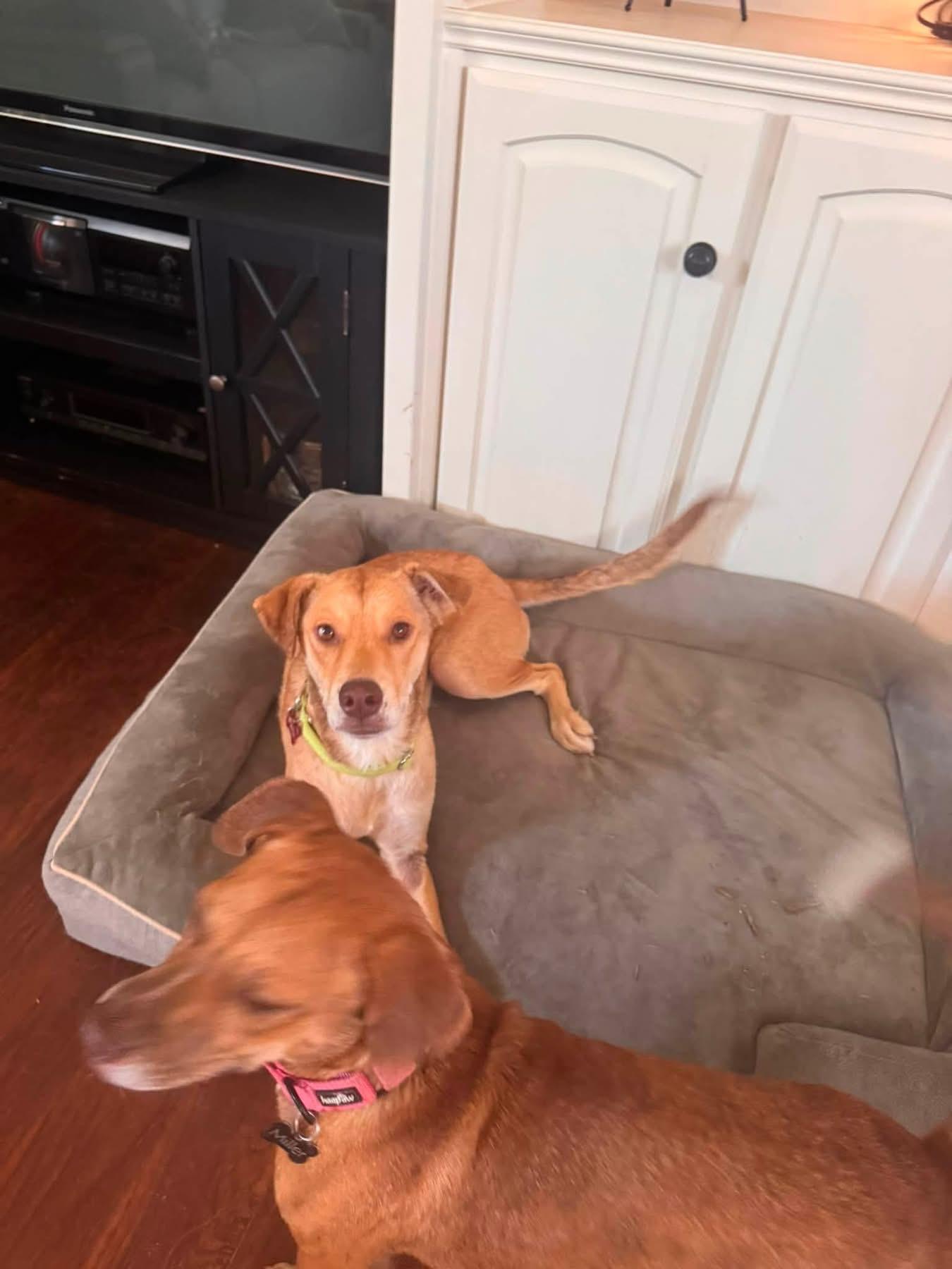 Enlarge Goldie, a ADOPTABLE mixed breed in Southlake, TX image 4/6