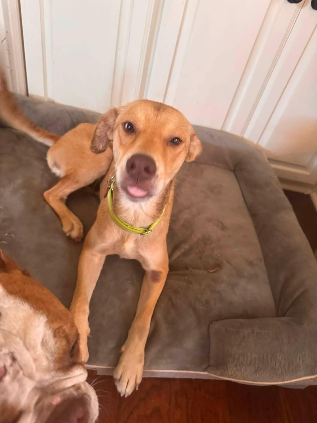 Enlarge Goldie, a ADOPTABLE mixed breed in Southlake, TX image 6/6