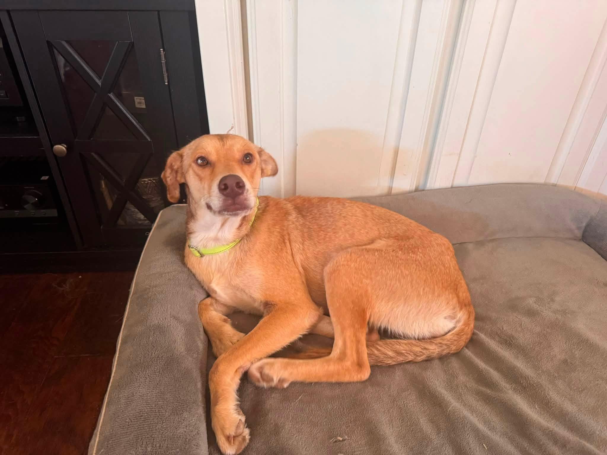 Enlarge Goldie, a ADOPTABLE mixed breed in Southlake, TX image 2/6