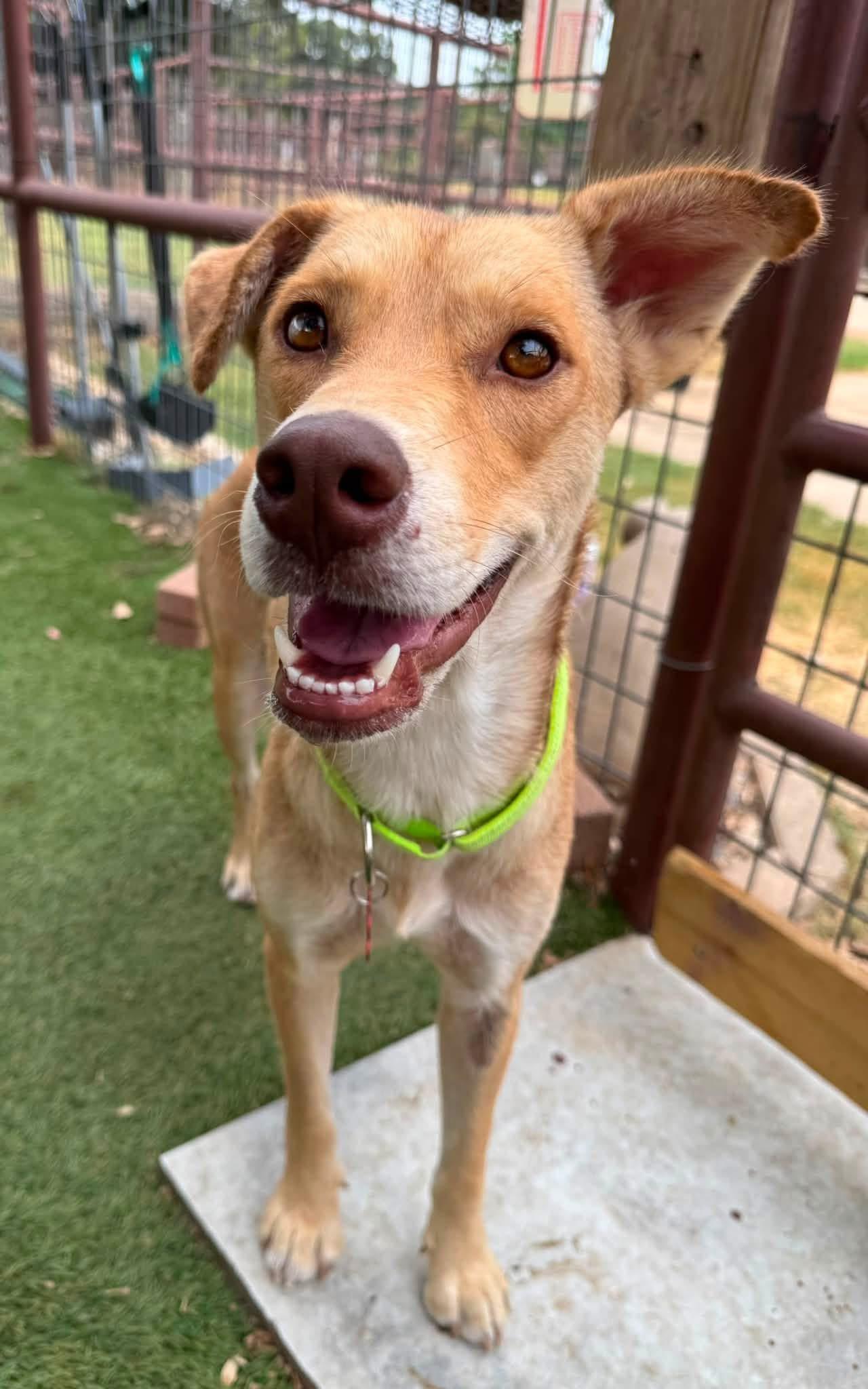 Goldie, ADOPTABLE, Adult Female Labrador Retriever.