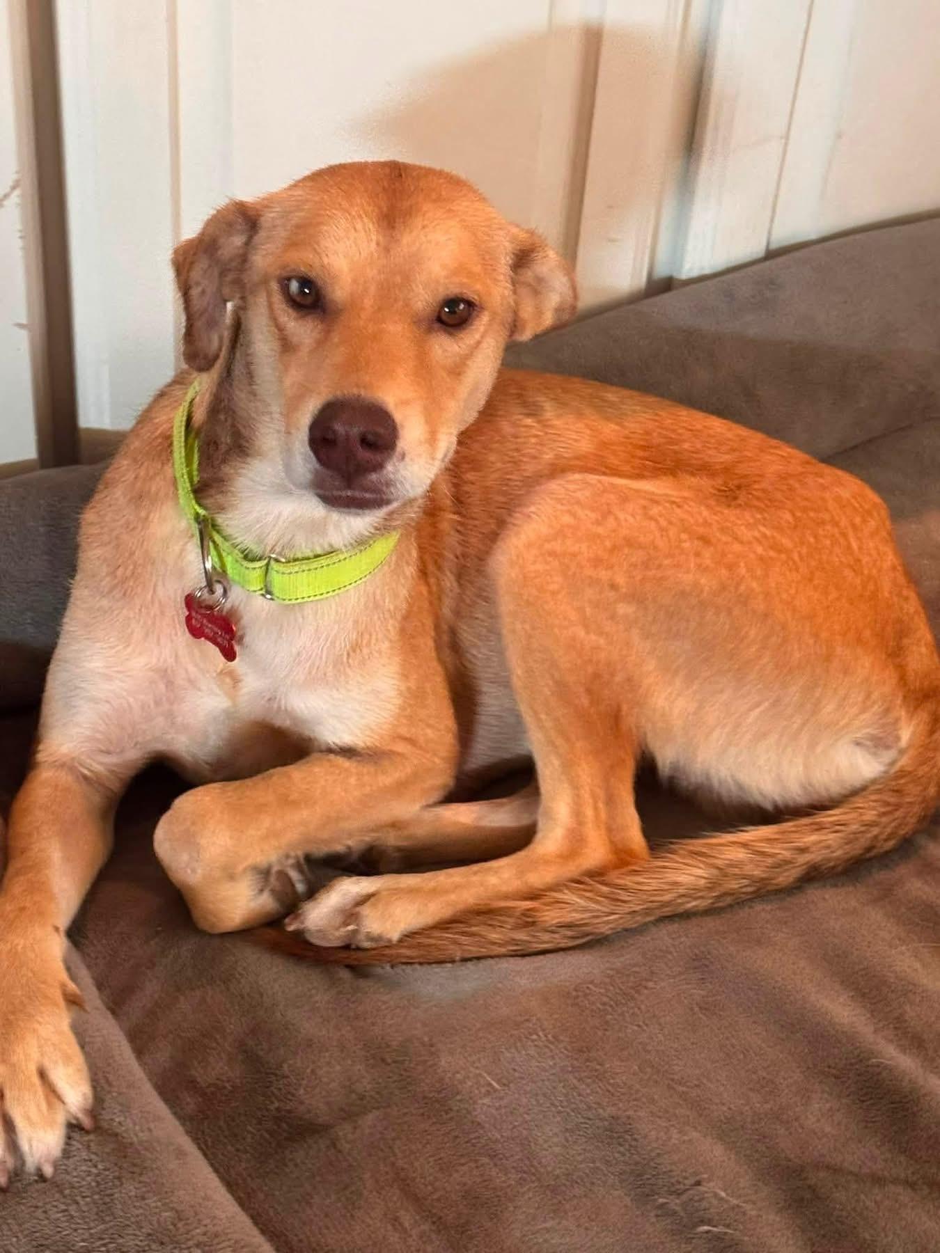 Enlarge Goldie, a ADOPTABLE mixed breed in Southlake, TX image 5/6