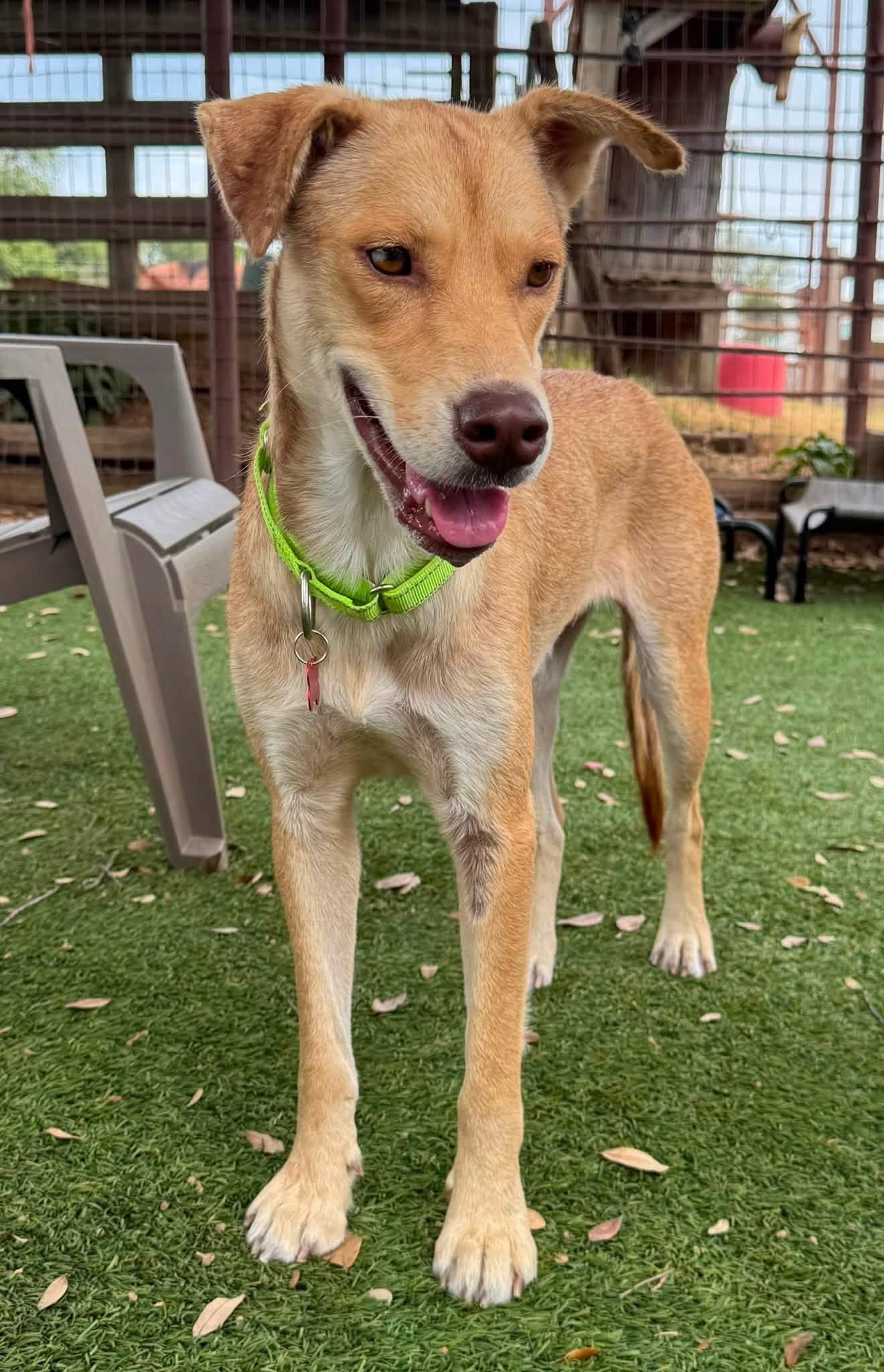 Enlarge Goldie, a ADOPTABLE mixed breed in Southlake, TX image 3/6