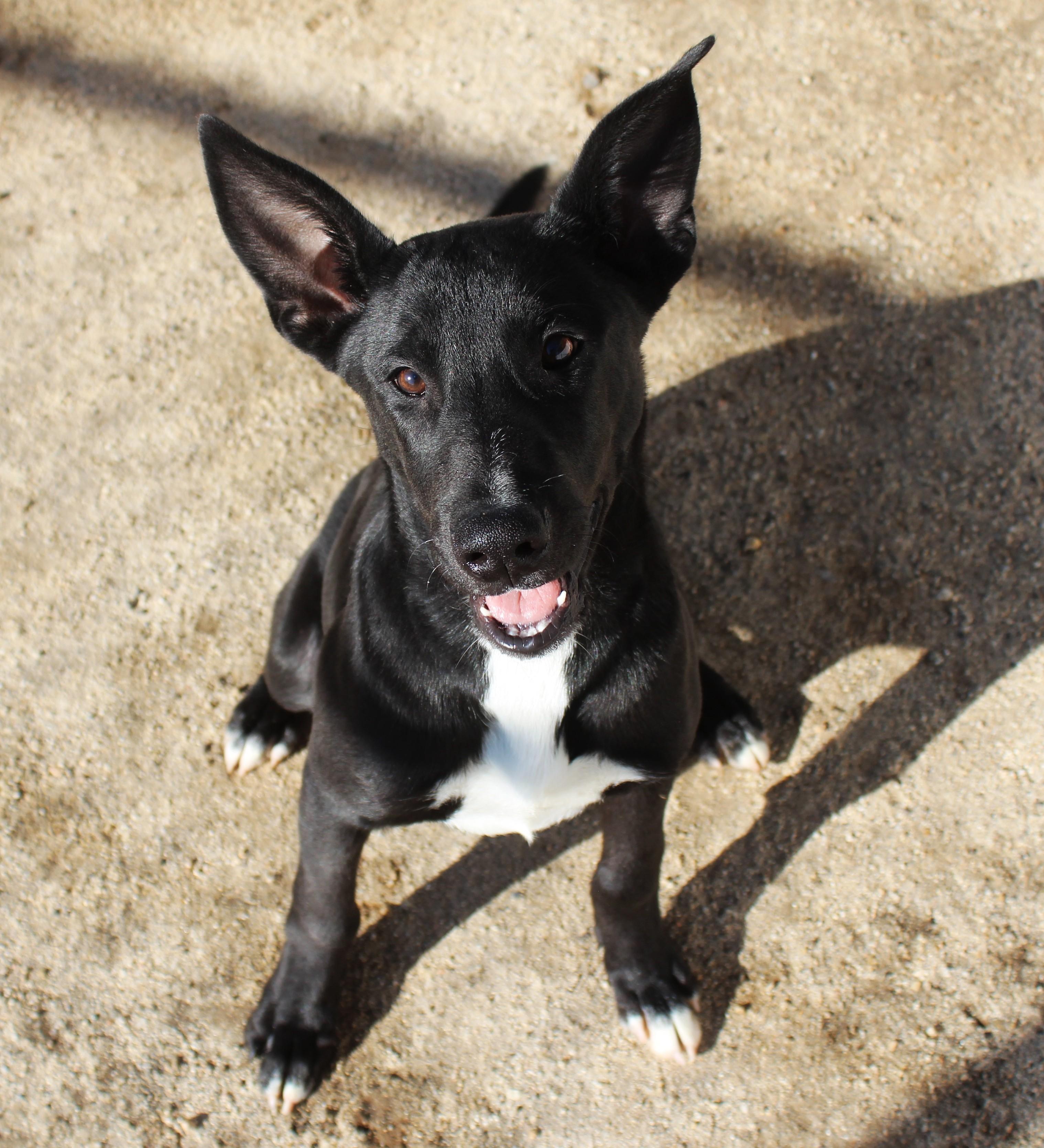 Enlarge Atlas, a Adopted mixed breed in Yucca Valley, CA image 2/6