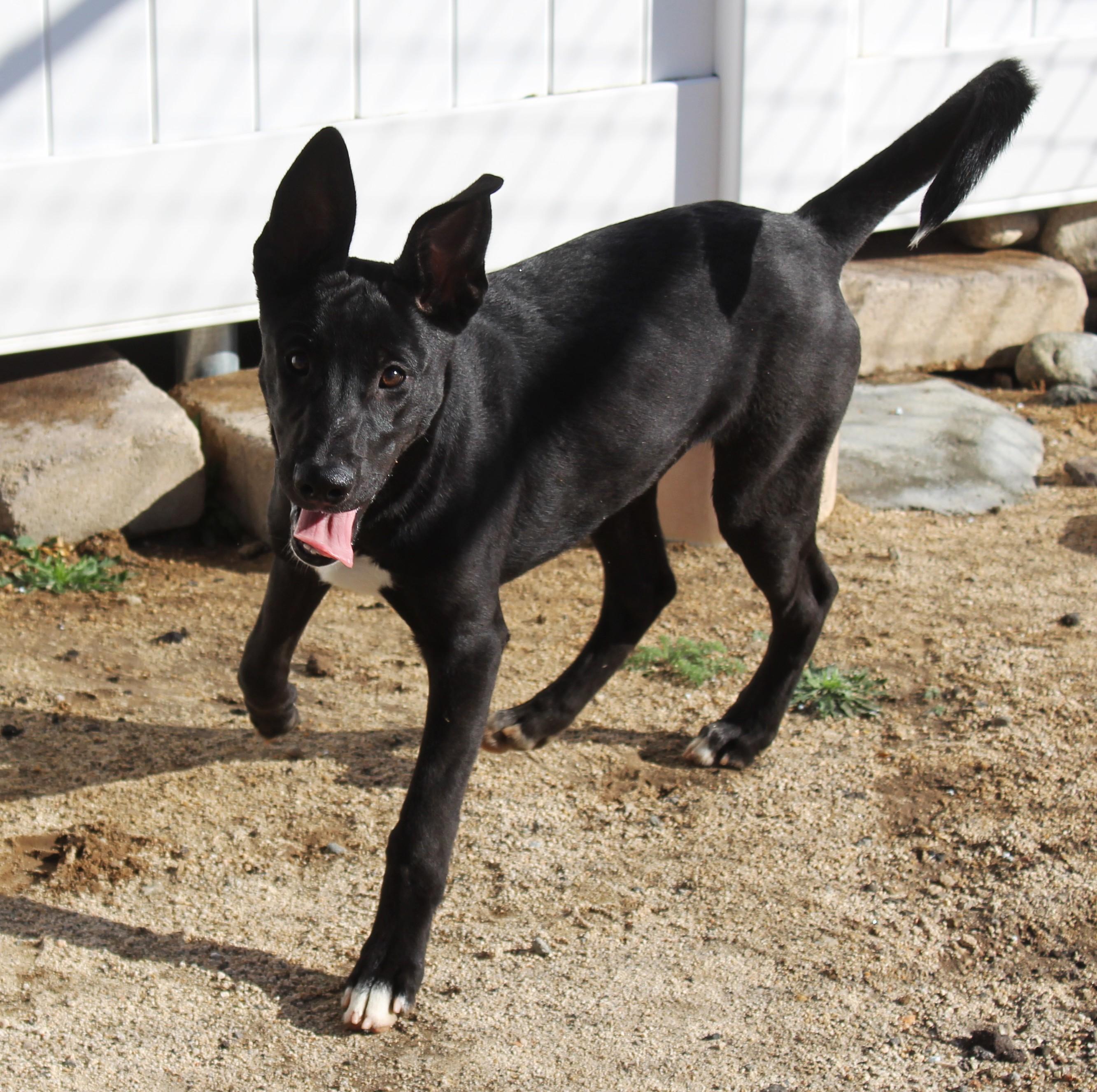 Enlarge Atlas, a Adopted mixed breed in Yucca Valley, CA image 5/6