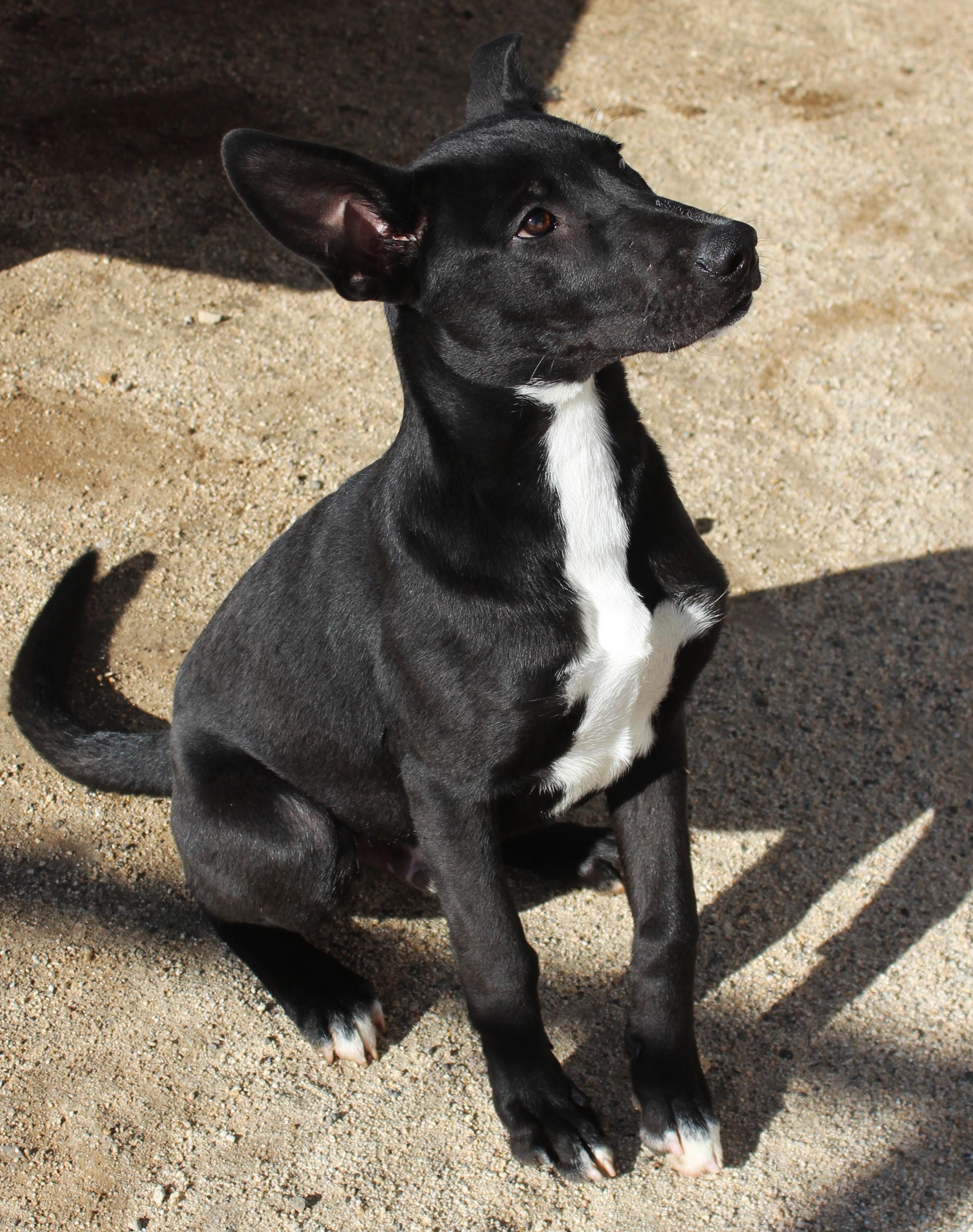 Enlarge Atlas, a Adopted mixed breed in Yucca Valley, CA image 4/6