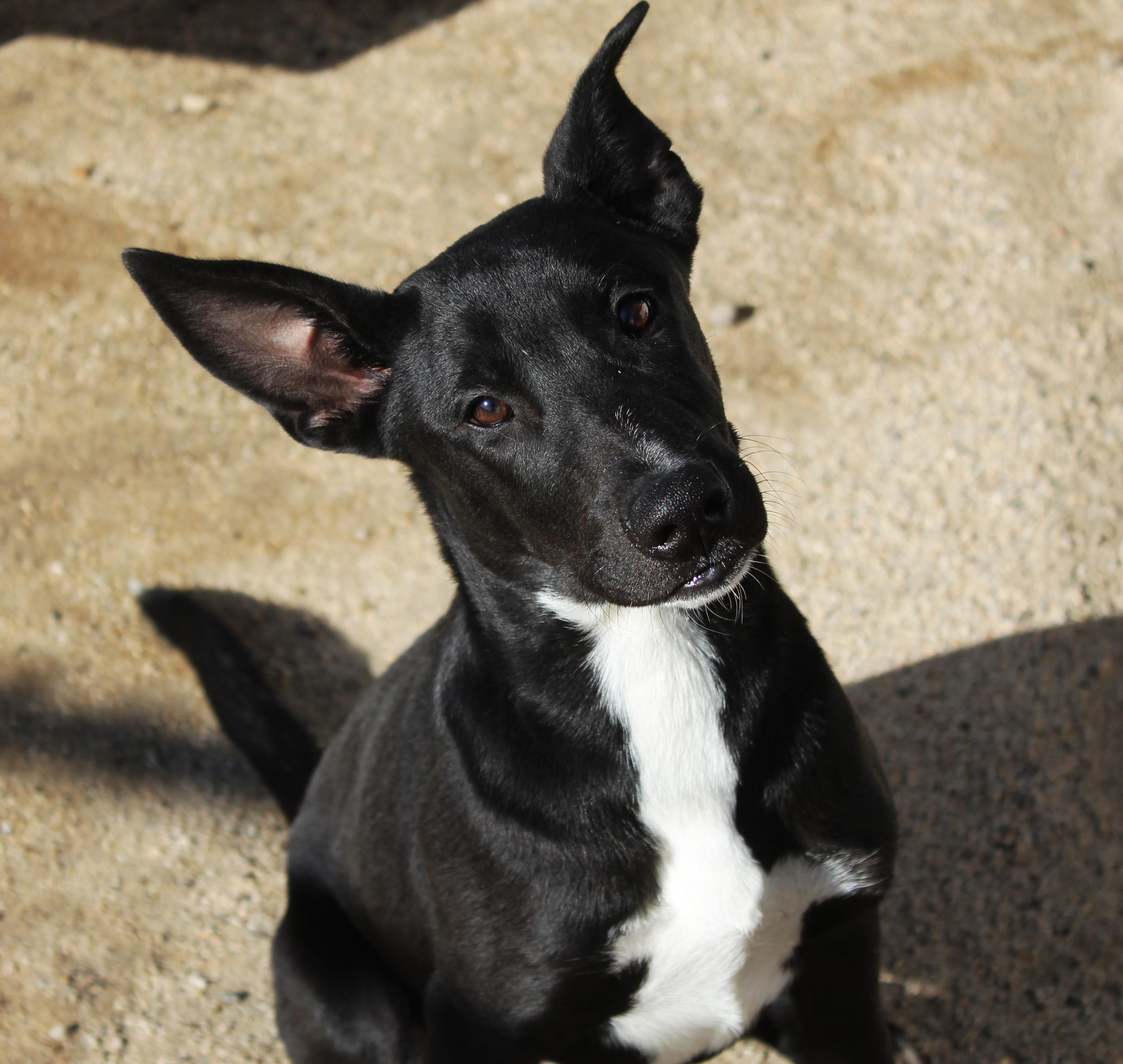 Enlarge Atlas, a Adopted mixed breed in Yucca Valley, CA image 6/6