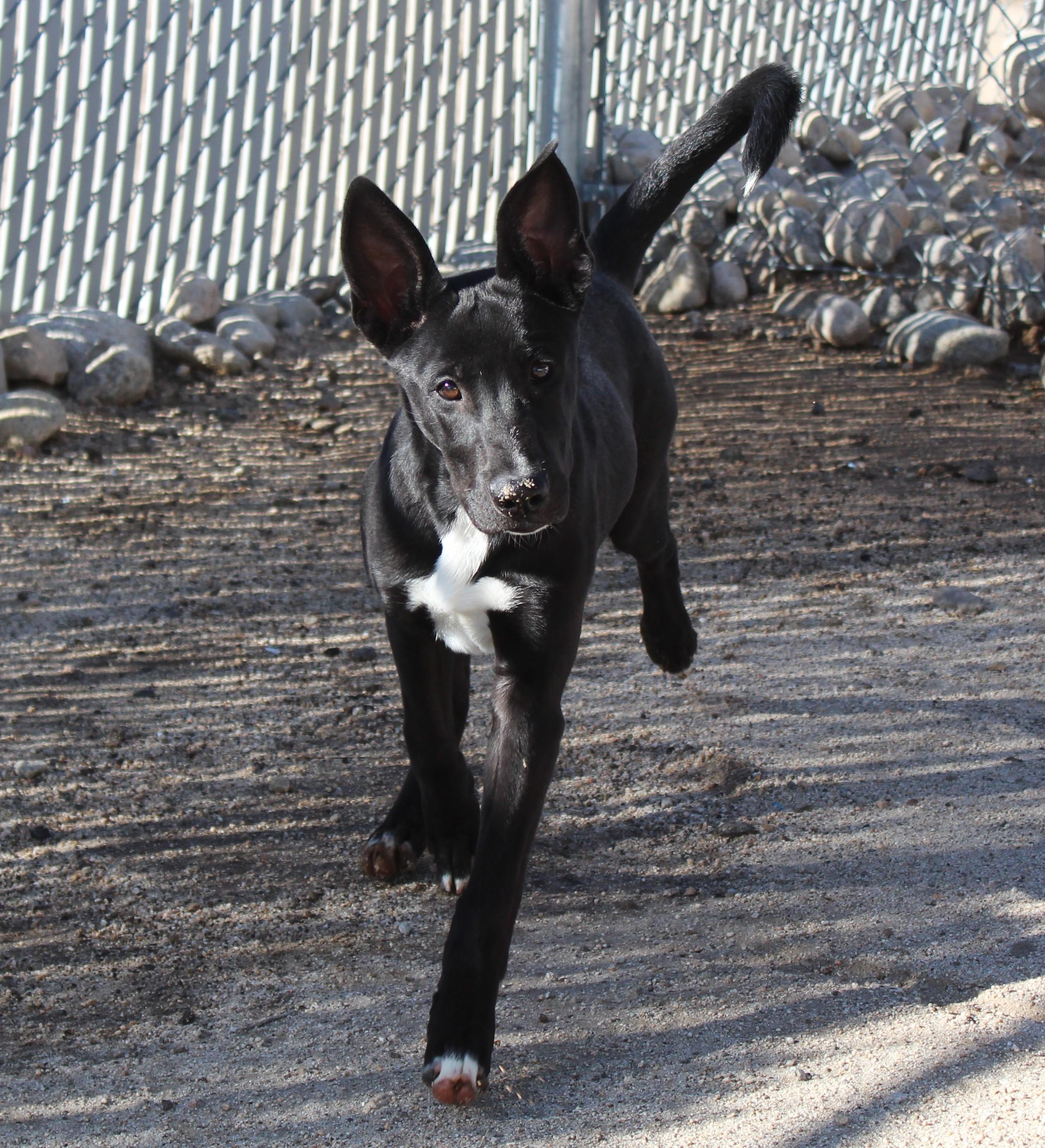 Enlarge Atlas, a Adopted mixed breed in Yucca Valley, CA image 3/6