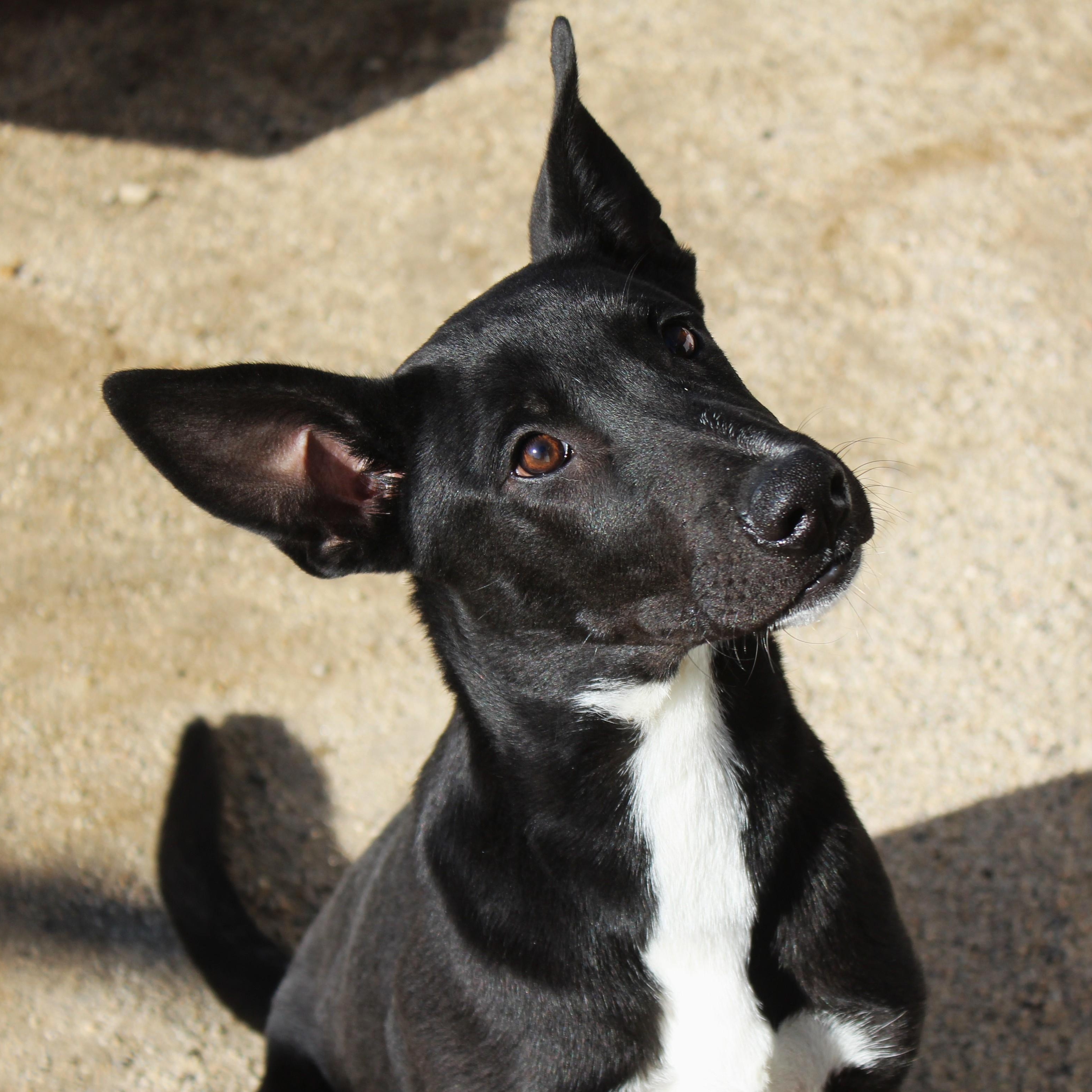 Atlas, Adopted, Young Male Labrador Retriever & Shepherd.