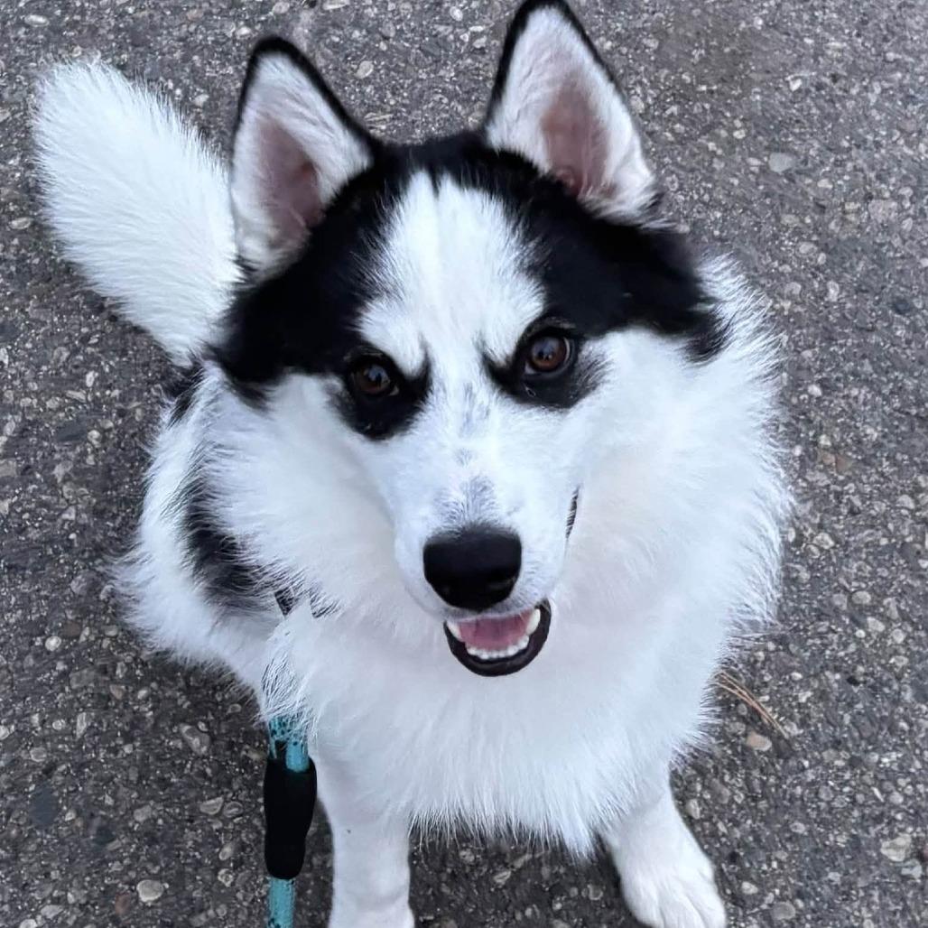 Orca--In Foster***ADOPTION PENDING***, Adoptable, Young Male Pomeranian & Husky.