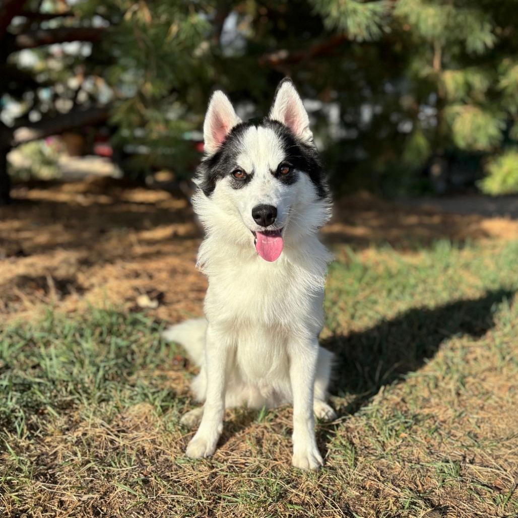 Enlarge Orca--In Foster***ADOPTION PENDING***, a Adoptable mixed breed in Fargo, ND image 2/2