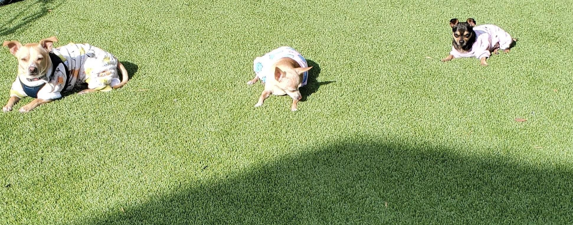 Precious, a ADOPTABLE Chihuahua in Monrovia , CA image 3/5