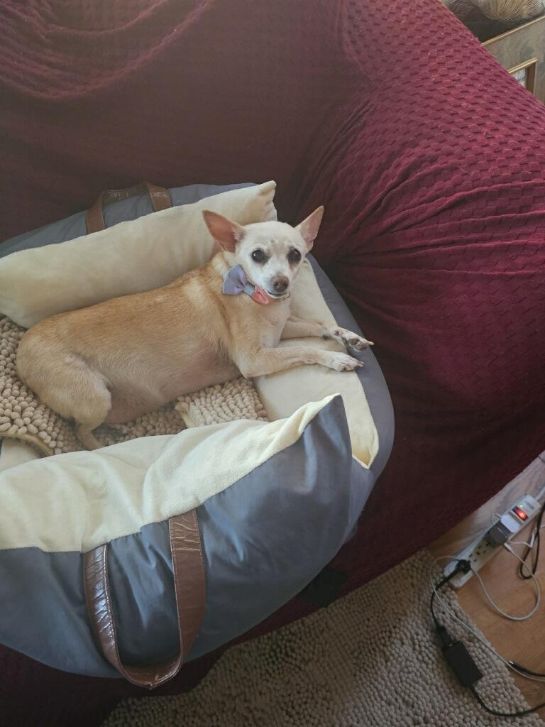 Precious, a ADOPTABLE Chihuahua in Monrovia , CA image 1/5