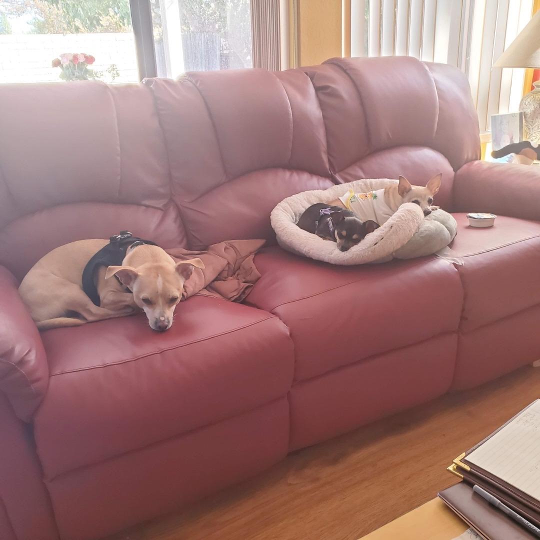 Precious, a ADOPTABLE Chihuahua in Monrovia , CA image 5/5