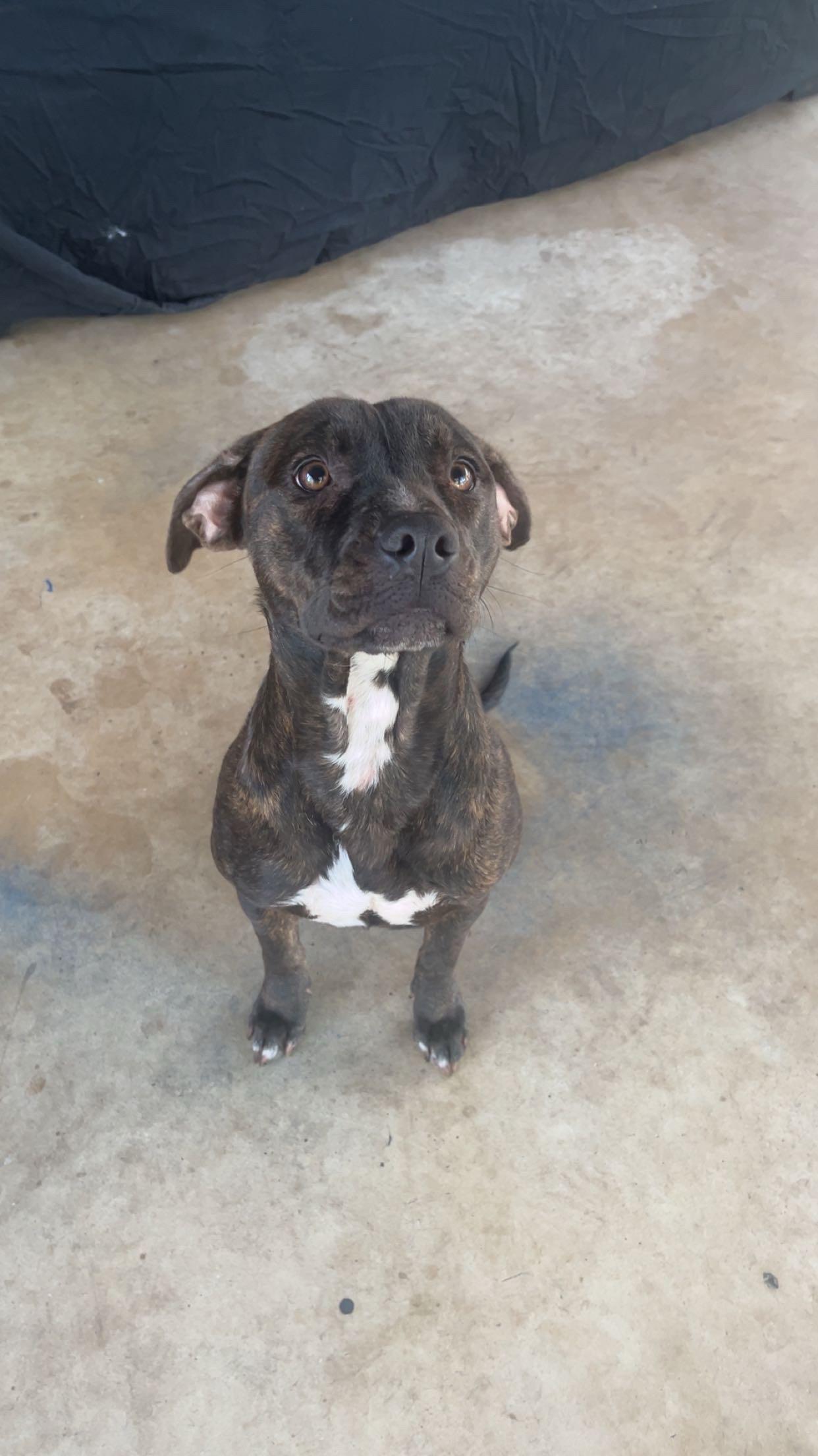 Enlarge Willa, a ADOPTABLE mixed breed in tampa, FL image 2/3