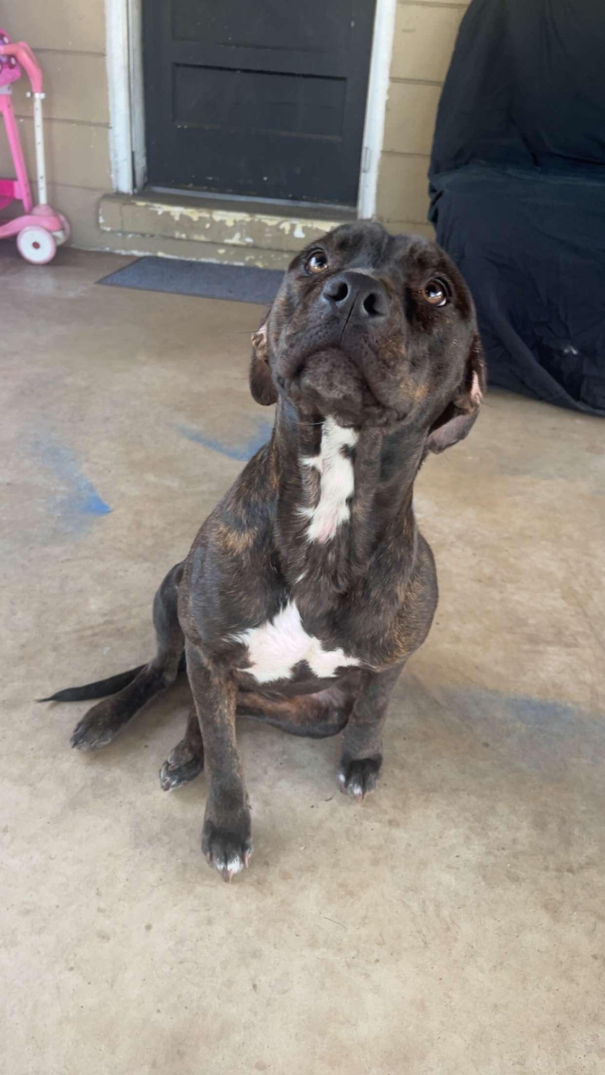 Enlarge Willa, a ADOPTABLE mixed breed in tampa, FL image 1/3