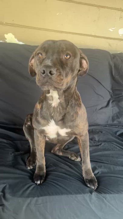 Enlarge Willa, a ADOPTABLE mixed breed in tampa, FL video 3/3