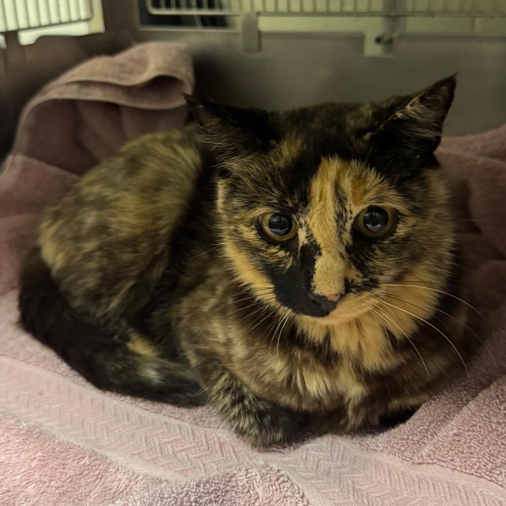 Cornelia, Adoptable, Adult Female Domestic Short Hair.