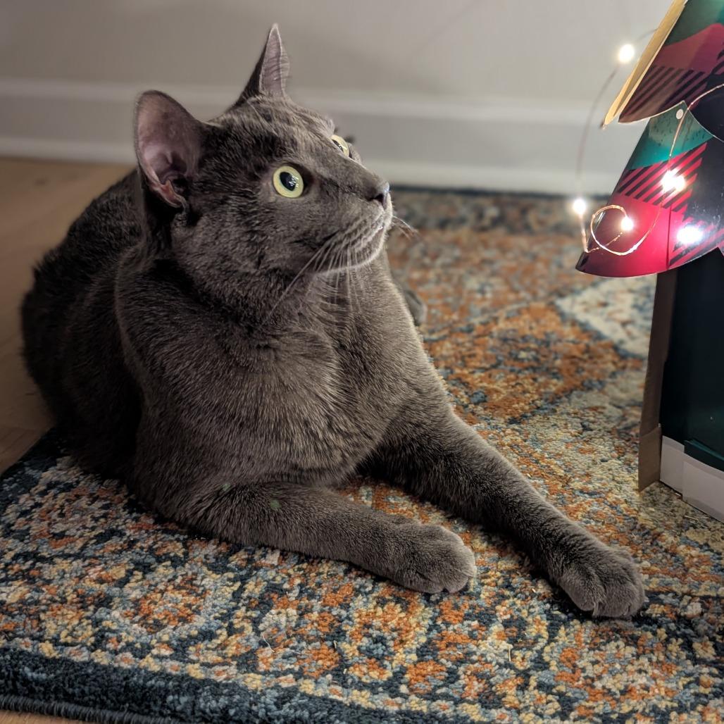 Enlarge Pat, a Adoptable Domestic Short Hair in PITTSBURGH, PA image 1/6