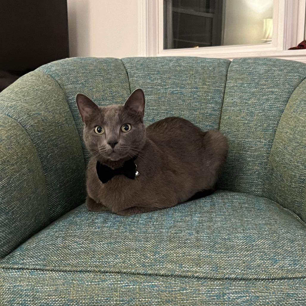 Enlarge Pat, a Adoptable Domestic Short Hair in PITTSBURGH, PA image 2/6