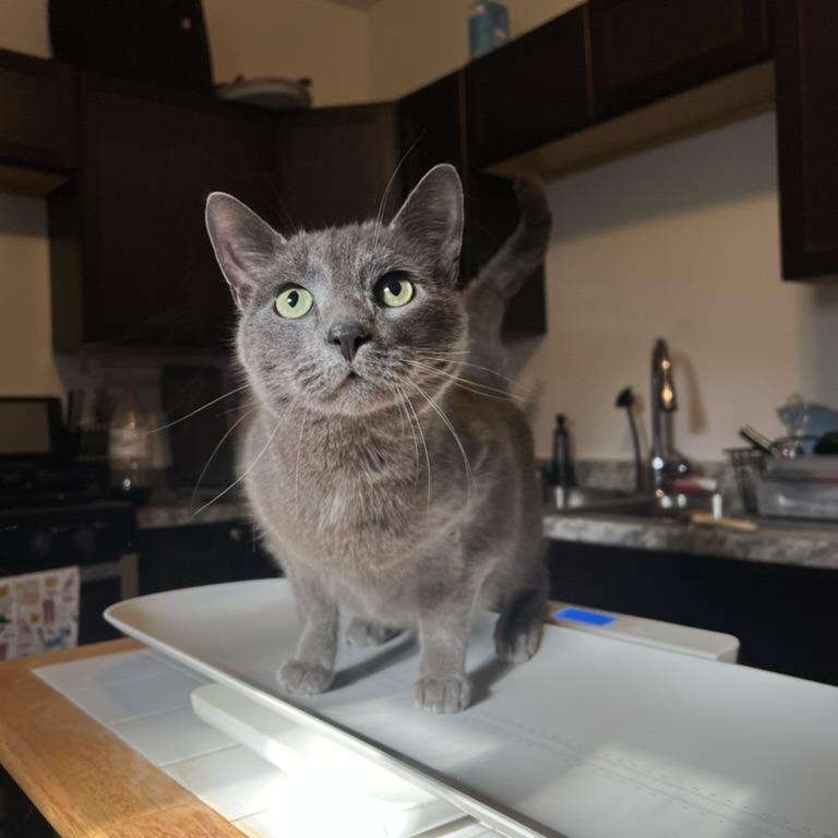 Enlarge Pat, a Adoptable Domestic Short Hair in PITTSBURGH, PA image 3/6