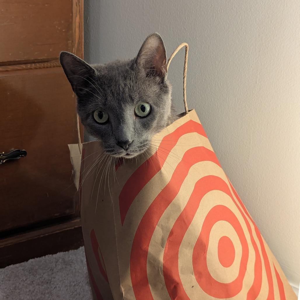 Enlarge Pat, a Adoptable Domestic Short Hair in PITTSBURGH, PA image 4/6