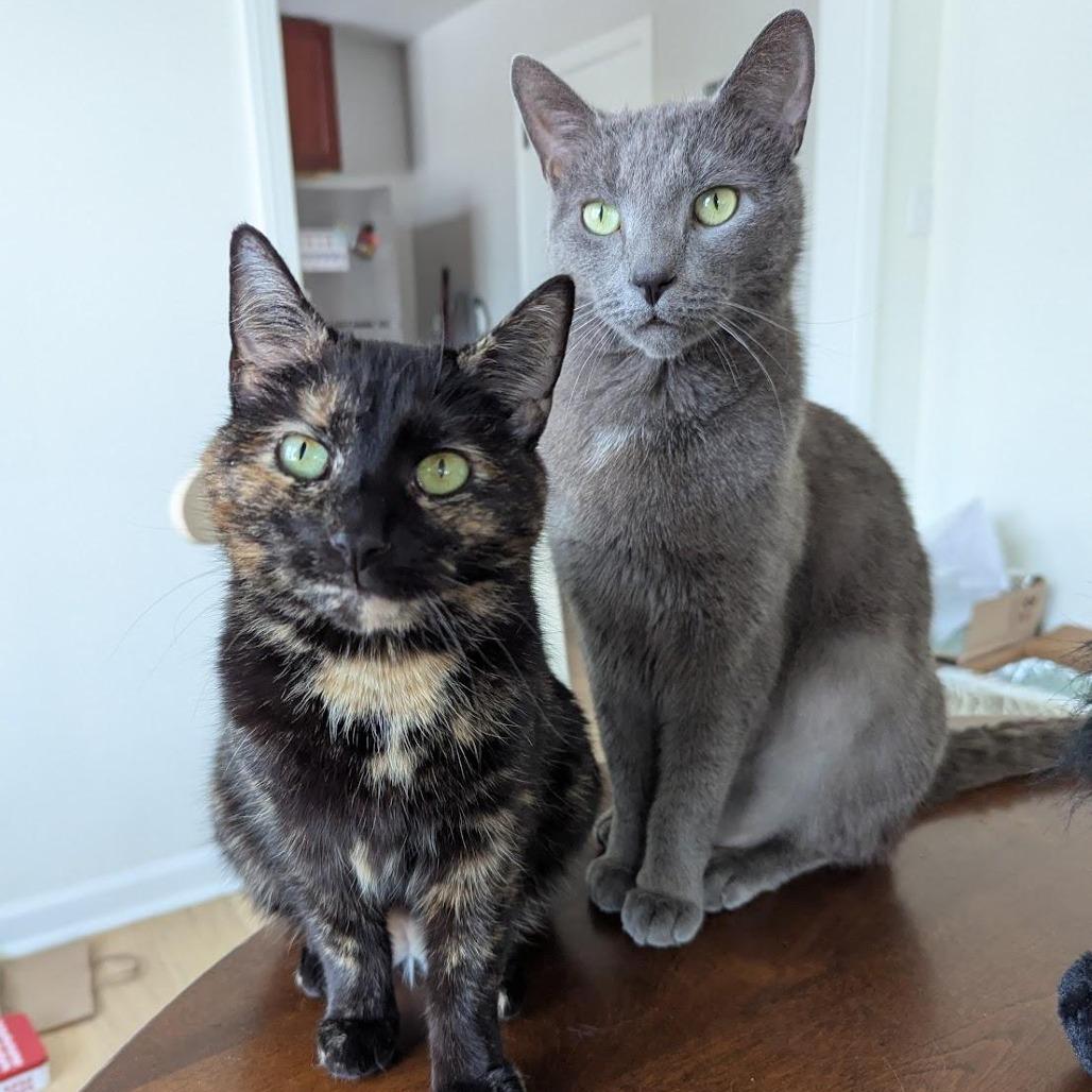 Enlarge Pat, a Adoptable Domestic Short Hair in PITTSBURGH, PA image 5/6