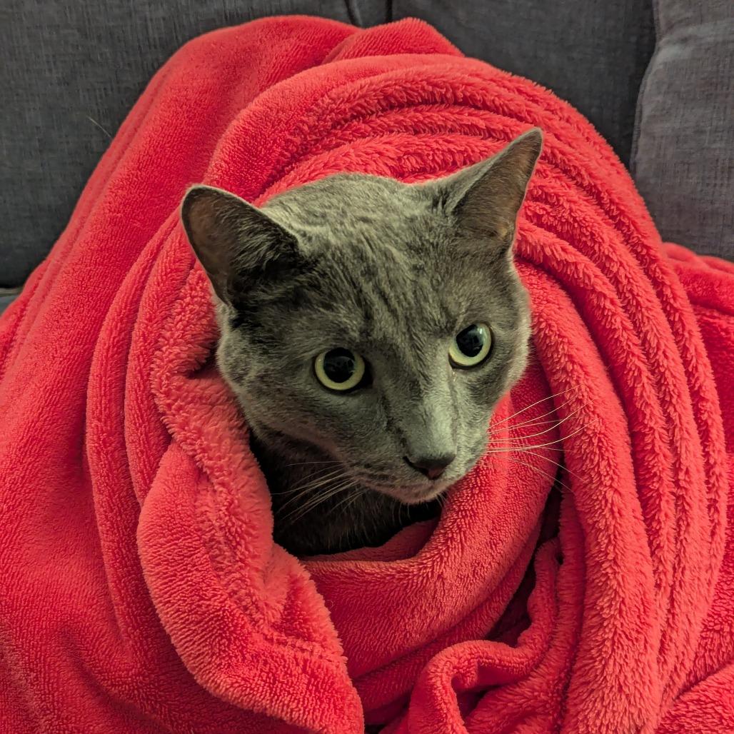 Enlarge Pat, a Adoptable Domestic Short Hair in PITTSBURGH, PA image 6/6