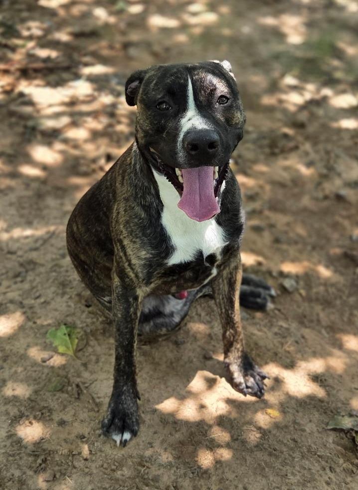 Blue, Adoptable, Adult Male Mountain Cur & Mixed Breed.