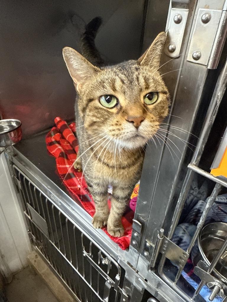 Aztec, Adoptable, Adult Female Domestic Short Hair.