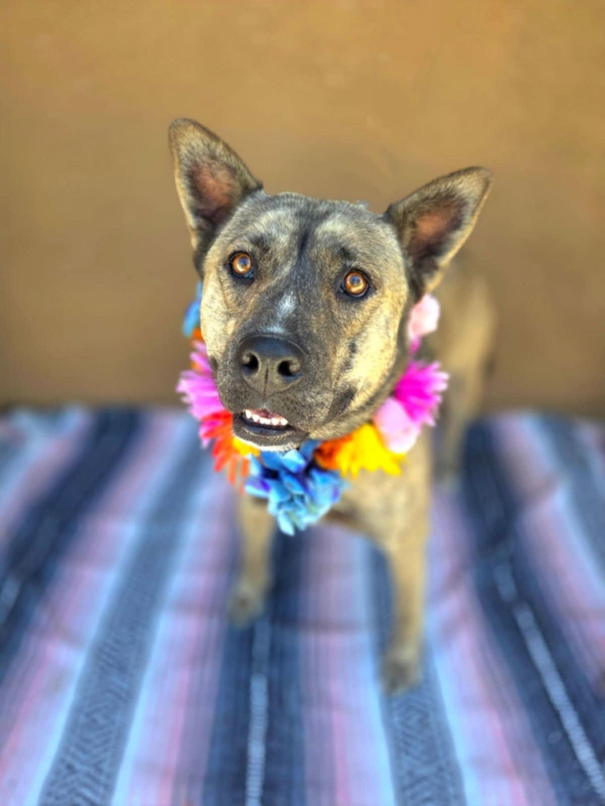 Shayla, a Adoptable Shepherd in Temecula, CA image 2/6