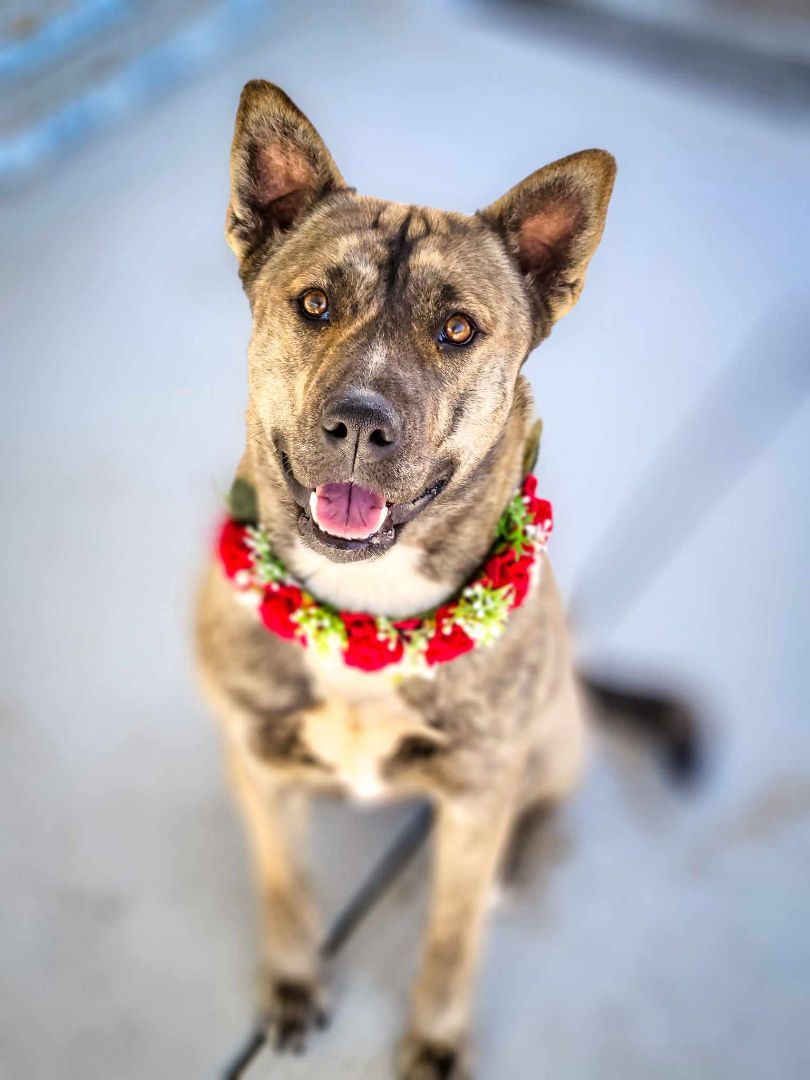 Shayla, a Adoptable Shepherd in Temecula, CA image 3/6