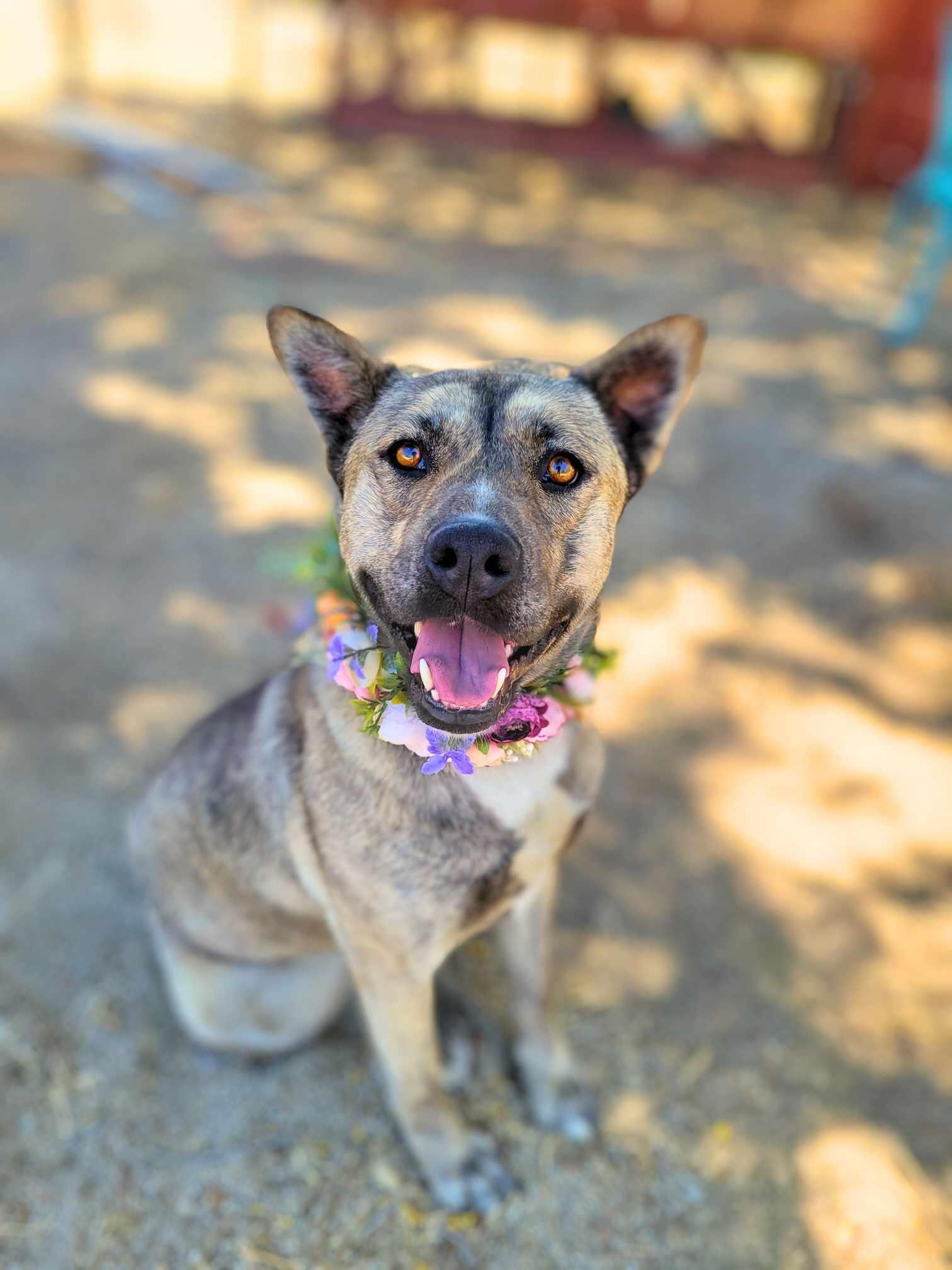 Shayla, Young Female Shepherd