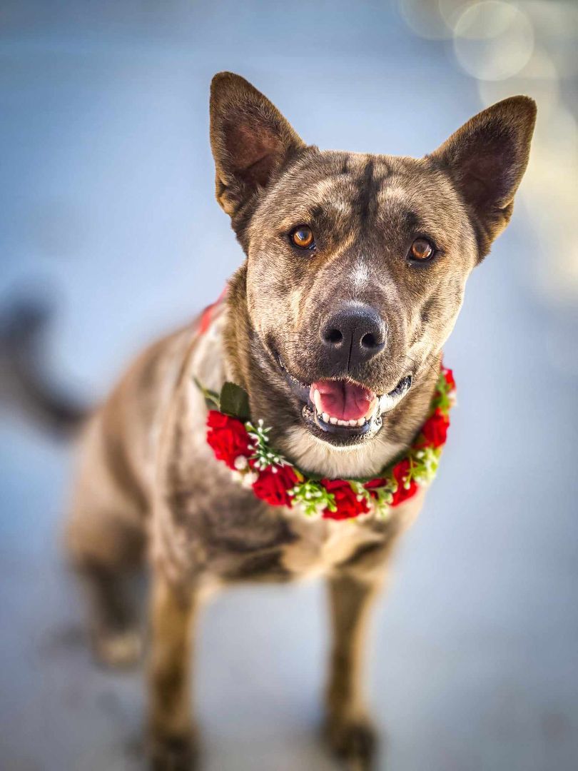 Shayla, a Adoptable Shepherd in Temecula, CA image 5/6