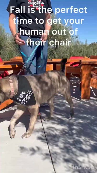 Enlarge Shayla, a Adoptable Shepherd in Temecula, CA video 6/6