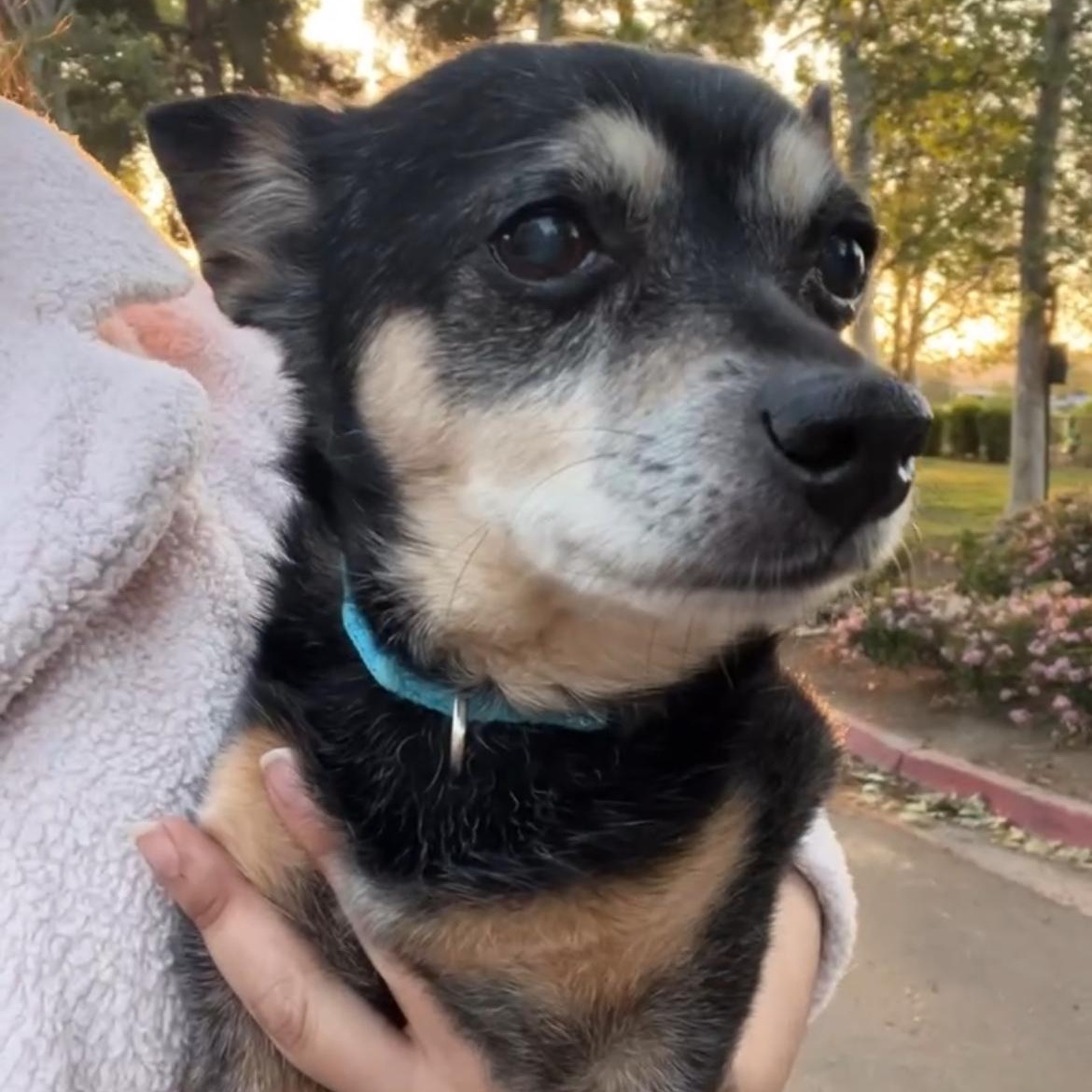 Enlarge ziggy (needs a dog friend!), a Adoptable Chihuahua in Murrieta, CA image 1/5